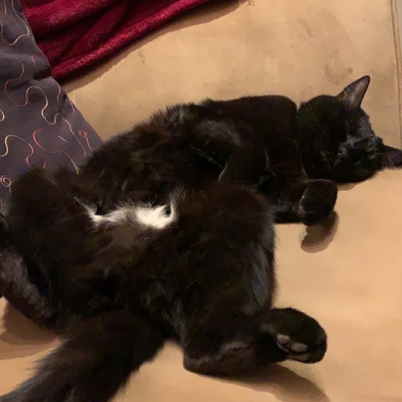 ✨Welcome to Sarita’s Fashion Mewsings✨ - Picture 5 of 8